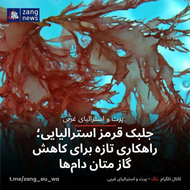 جلبک قرمز استرالیایی؛ راهکاری تازه برای کاهش گاز متان دام‌ها