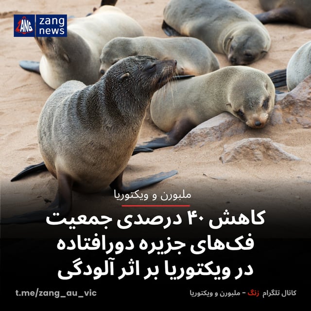 کاهش ۴۰ درصدی جمعیت فک‌های جزیره دورافتاده در ویکتوریا بر اثر آلودگی