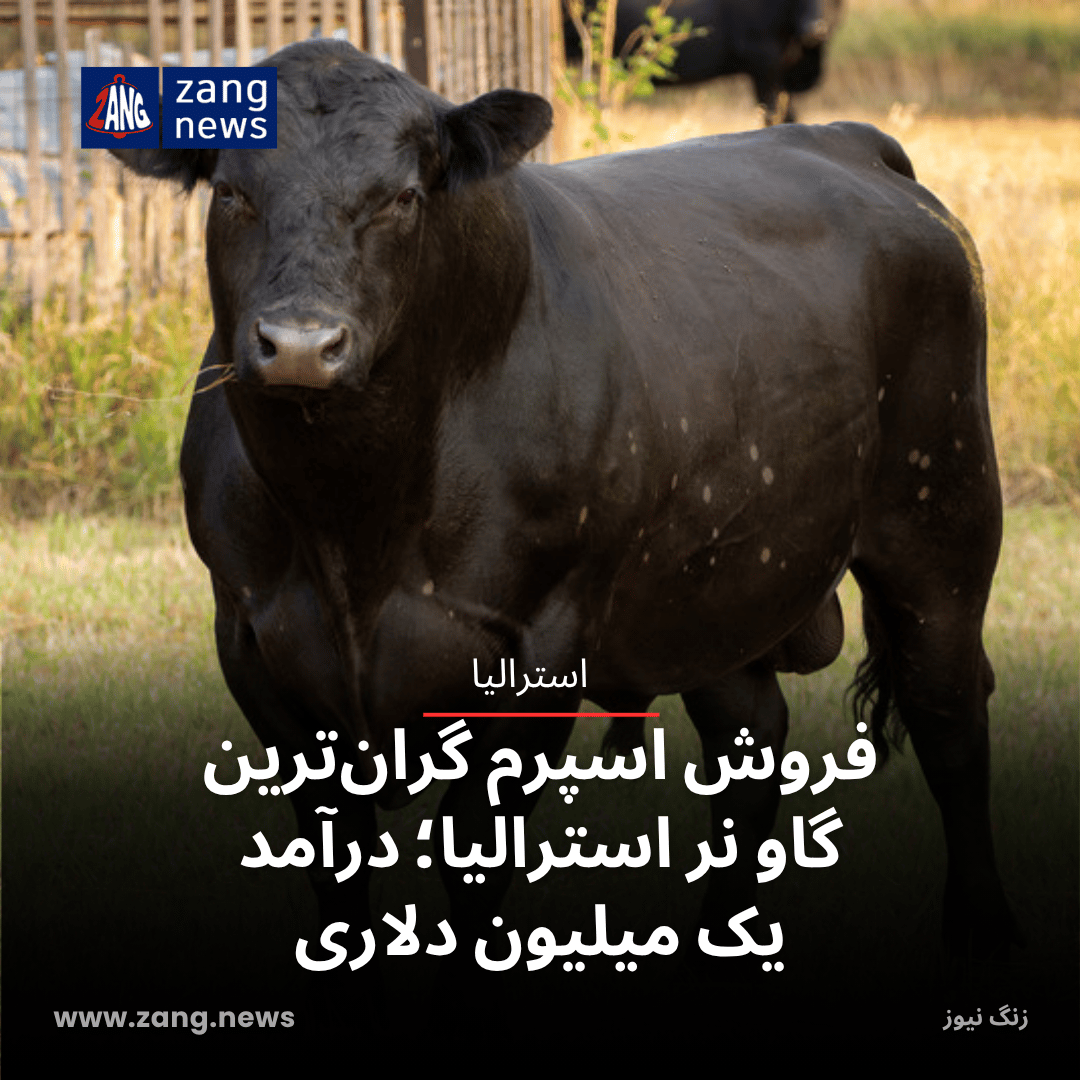 فروش اسپرم گران‌ترین گاو نر استرالیا؛ درآمد یک میلیون دلاری