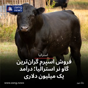فروش اسپرم گران‌ترین گاو نر استرالیا؛ درآمد یک میلیون دلاری