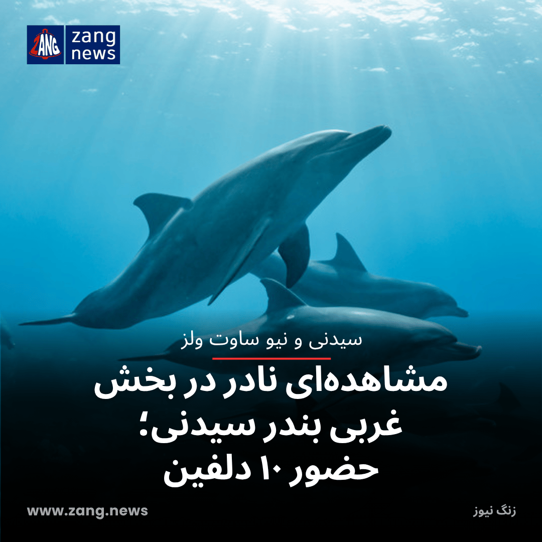 مشاهده‌ای نادر در بخش غربی بندر سیدنی؛ حضور ۱۰ دلفین