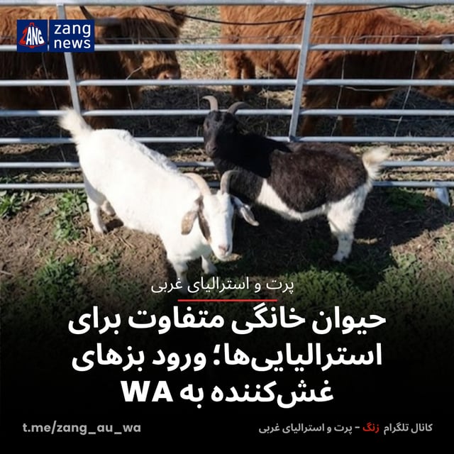حیوان خانگی متفاوت برای استرالیایی‌ها؛ ورود بزهای غش‌کننده به WA