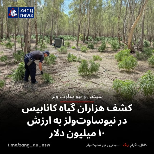 کشف هزاران گیاه کانابیس در نیوساوت‌ولز به ارزش ۱۰ میلیون دلار