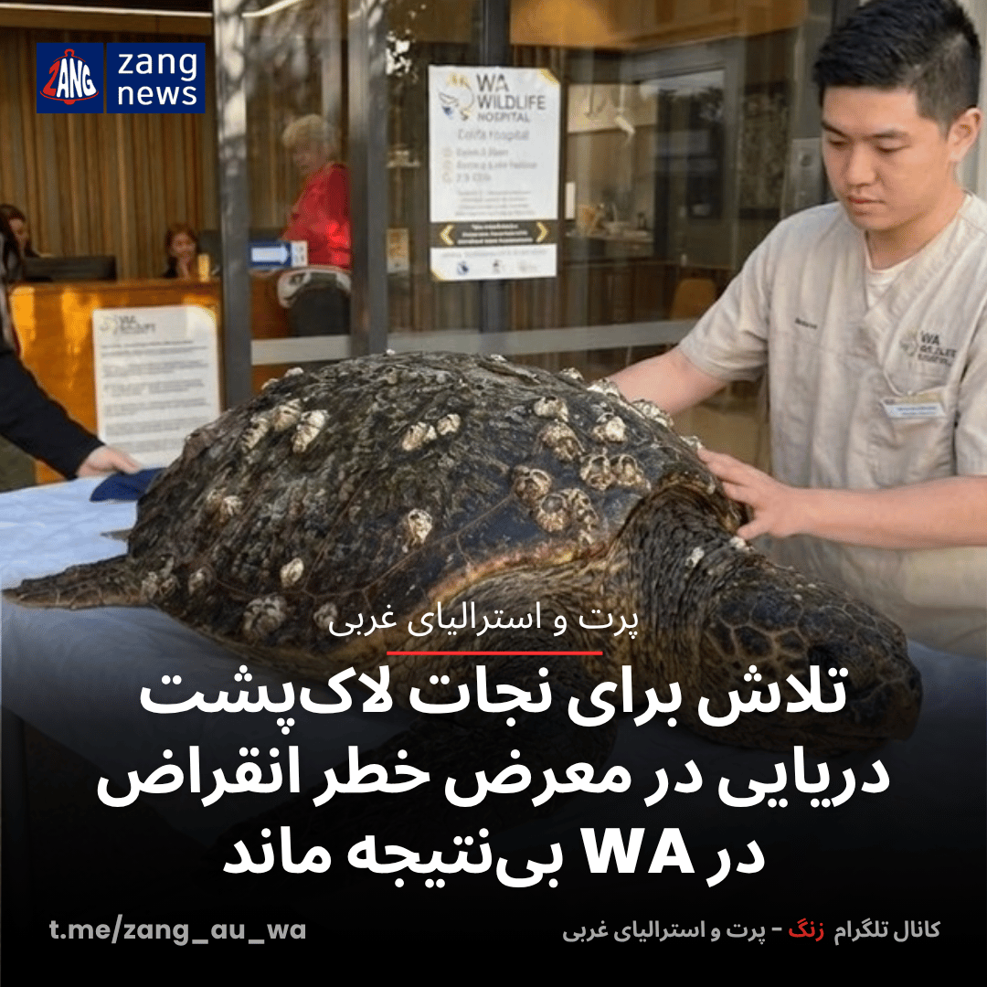 تلاش برای نجات لاک‌پشت دریایی از گونه در معرض خطر انقراض در WA بی‌نتیجه ماند