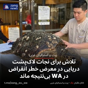 تلاش برای نجات لاک‌پشت دریایی از گونه در معرض خطر انقراض در WA بی‌نتیجه ماند
