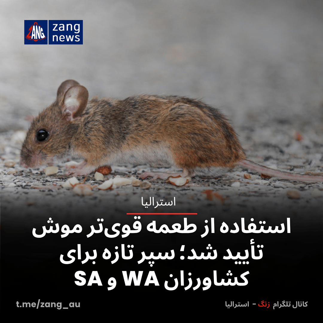 استفاده از طعمه قوی‌تر موش تأیید شد؛ سپر تازه برای کشاورزان WA و SA