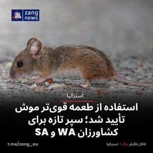 استفاده از طعمه قوی‌تر موش تأیید شد؛ سپر تازه برای کشاورزان WA و SA