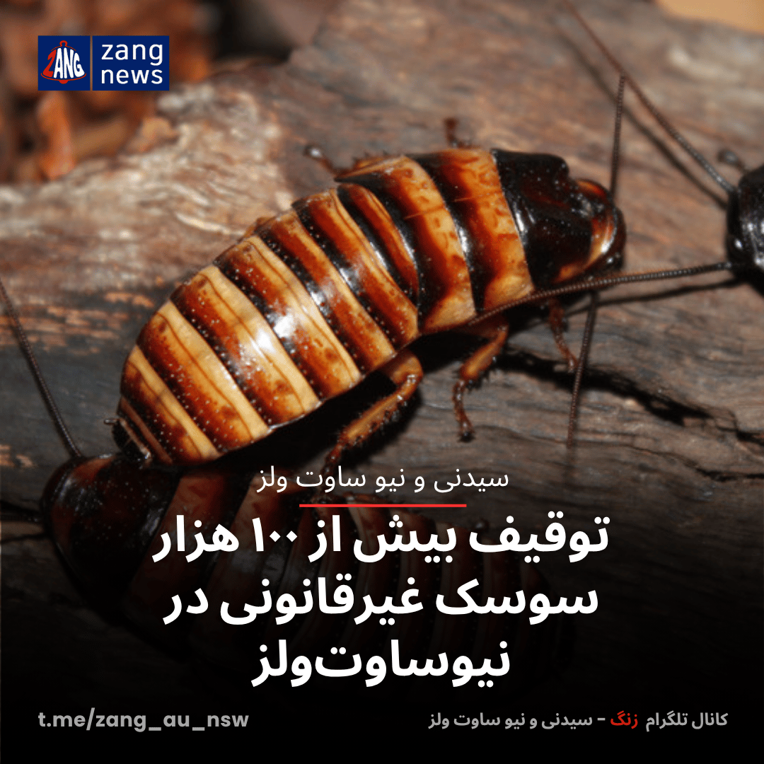 توقیف بیش از ۱۰۰ هزار سوسک غیرقانونی در نیوساوت‌ولز