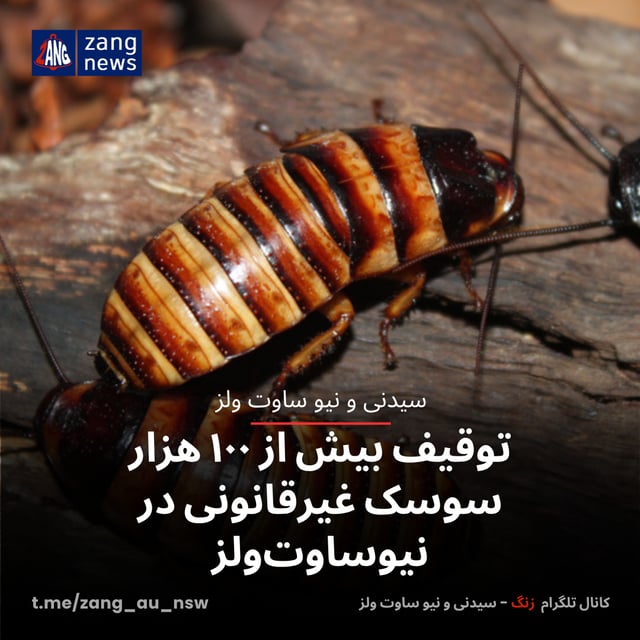 توقیف بیش از ۱۰۰ هزار سوسک غیرقانونی در نیوساوت‌ولز