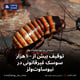 توقیف بیش از ۱۰۰ هزار سوسک غیرقانونی در نیوساوت‌ولز