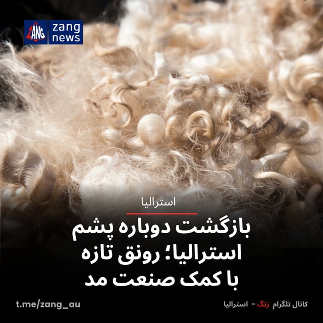 بازگشت دوباره پشم استرالیا؛ رونق تازه با کمک صنعت مد