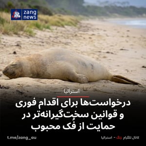 درخواست‌ها برای اقدام فوری و قوانین سخت‌گیرانه‌تر در حمایت از فُک محبوب