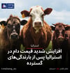 افزایش شدید قیمت دام در استرالیا پس از بارندگی‌های گسترده