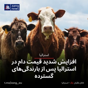 افزایش شدید قیمت دام در استرالیا پس از بارندگی‌های گسترده