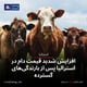 افزایش شدید قیمت دام در استرالیا پس از بارندگی‌های گسترده
