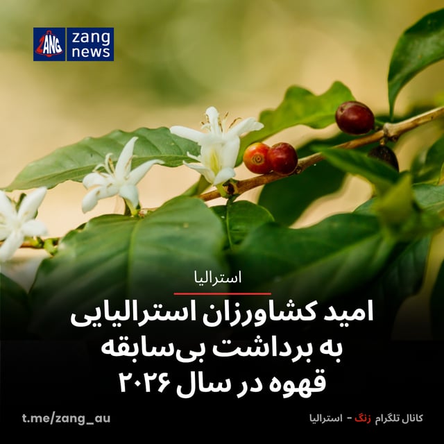امید کشاورزان استرالیایی به برداشت بی‌سابقه قهوه در سال ۲۰۲۶