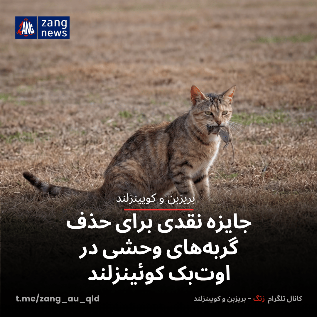 جایزه نقدی برای حذف گربه‌های وحشی در اوت‌بک کوئینزلند