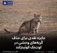 جایزه نقدی برای حذف گربه‌های وحشی در اوت‌بک کوئینزلند