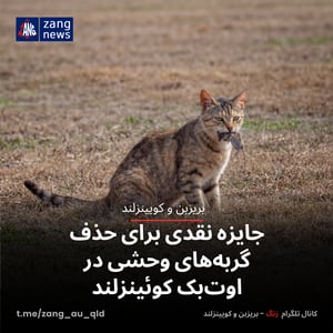 جایزه نقدی برای حذف گربه‌های وحشی در اوت‌بک کوئینزلند