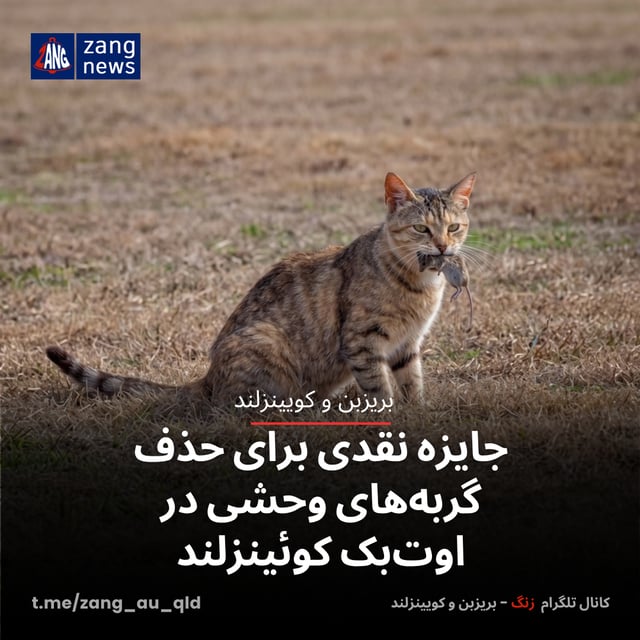 جایزه نقدی برای حذف گربه‌های وحشی در اوت‌بک کوئینزلند