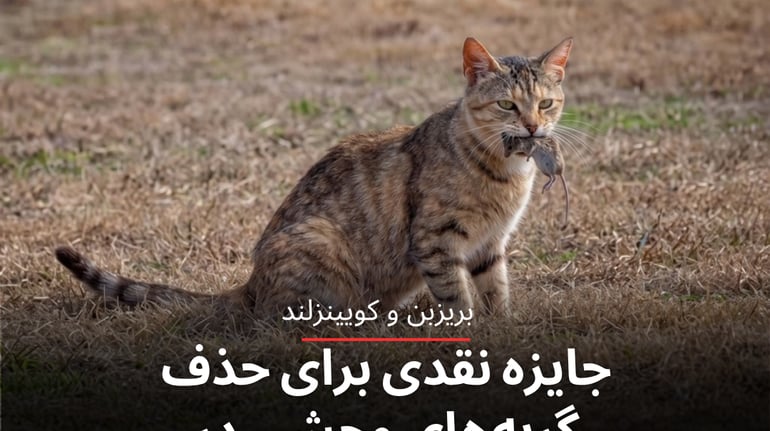 جایزه نقدی برای حذف گربه‌های وحشی در اوت‌بک کوئینزلند