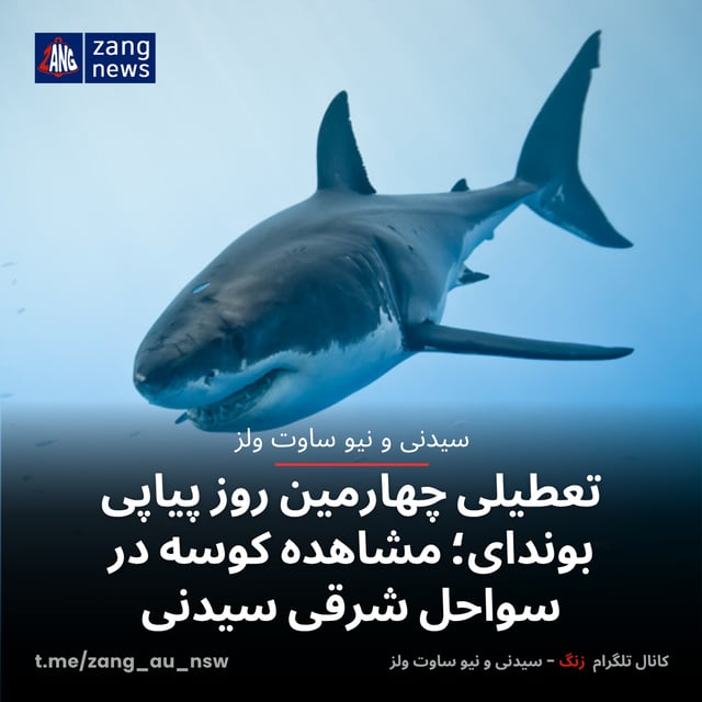 تعطیلی چهارمین روز پیاپی بوندای؛ مشاهده کوسه‌ در سواحل شرقی سیدنی