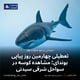 تعطیلی چهارمین روز پیاپی بوندای؛ مشاهده کوسه‌ در سواحل شرقی سیدنی