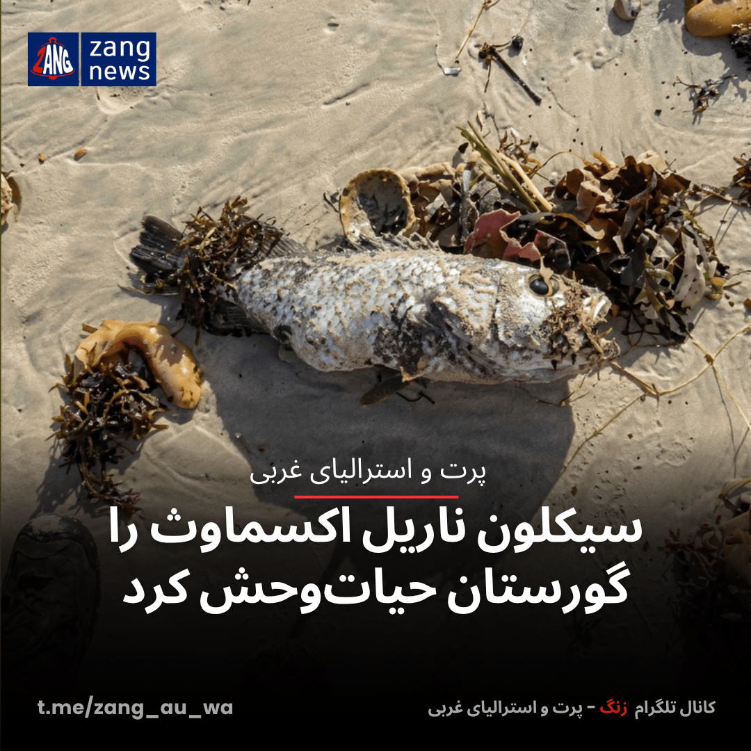 سیکلون ناریل اکسماوث را گورستان حیات‌وحش کرد