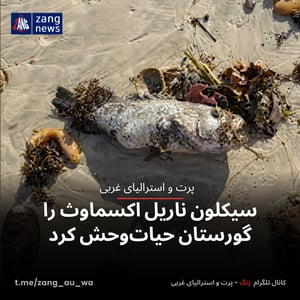 سیکلون ناریل اکسماوث را گورستان حیات‌وحش کرد