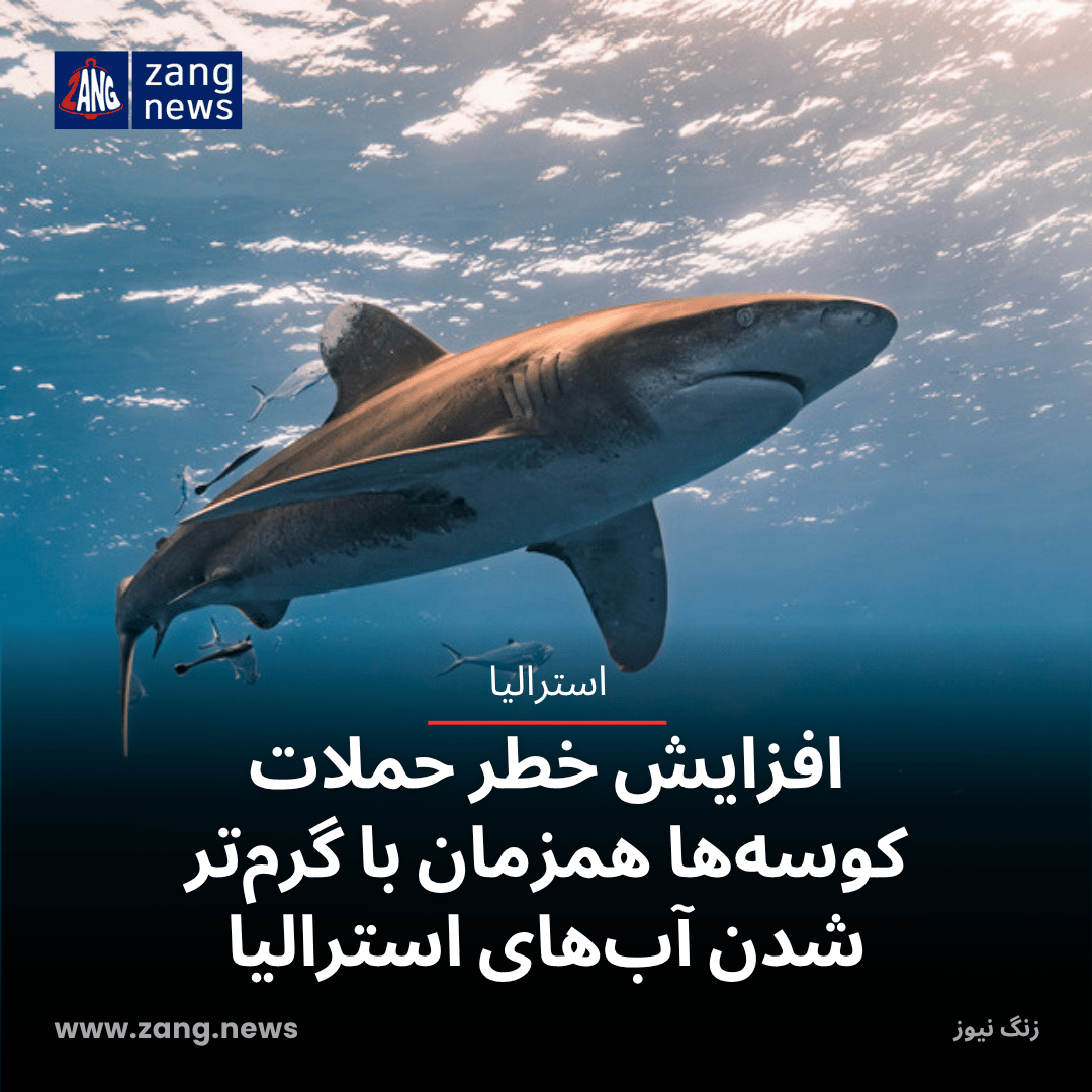 افزایش خطر حملات کوسه‌ها همزمان با گرم‌تر شدن آب‌های استرالیا