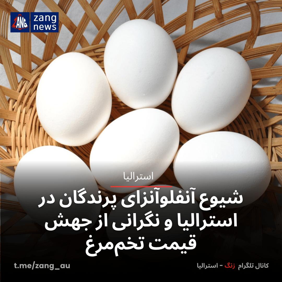 شیوع آنفلوآنزای پرندگان در استرالیا و نگرانی از جهش قیمت تخم‌مرغ