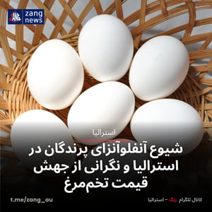 شیوع آنفلوآنزای پرندگان در استرالیا و نگرانی از جهش قیمت تخم‌مرغ
