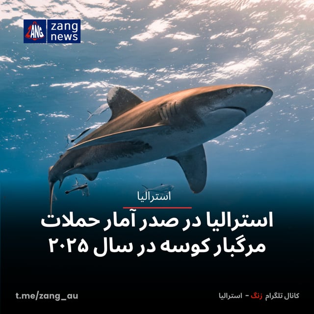 استرالیا در صدر آمار حملات مرگبار کوسه در سال ۲۰۲۵
