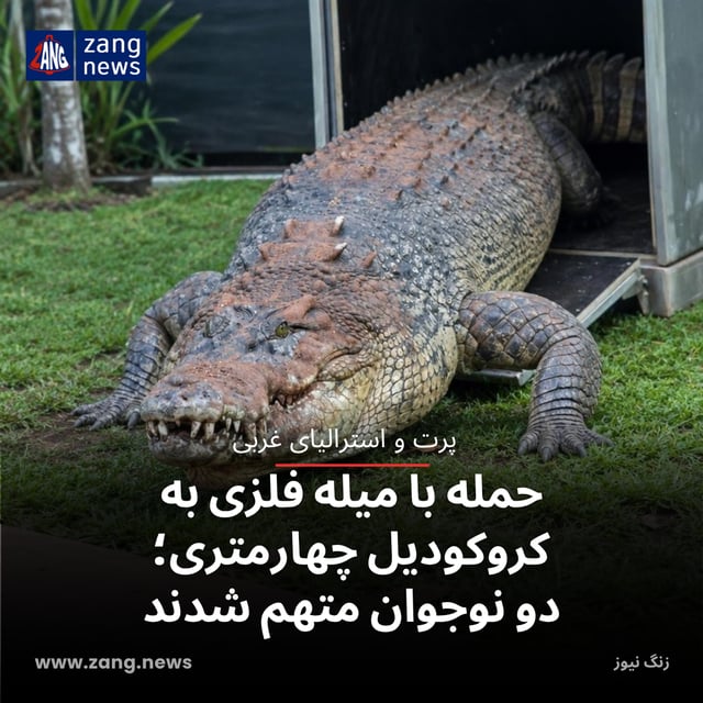 حمله با میله فلزی به کروکودیل چهارمتری؛ دو نوجوان متهم شدند