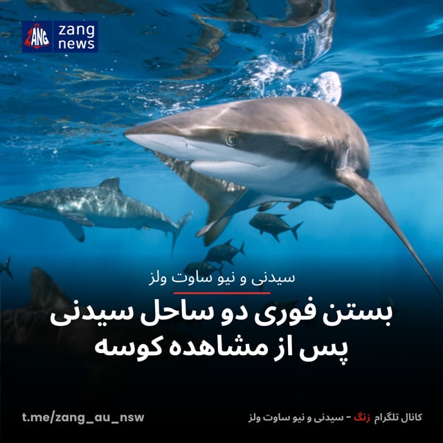 بستن فوری دو ساحل سیدنی پس از مشاهده کوسه