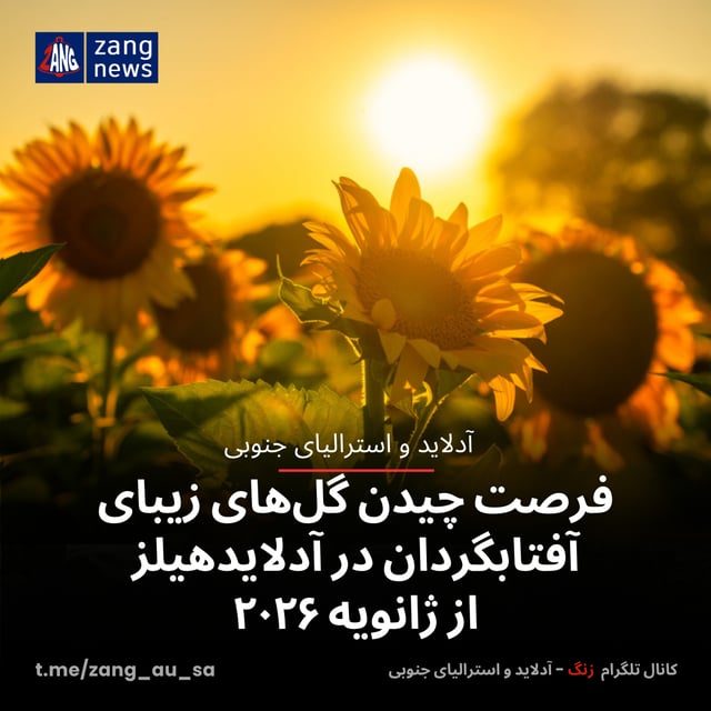 فرصت چیدن گل‌های زیبای آفتابگردان‌ در آدلایدهیلز از ژانویه ۲۰۲۶