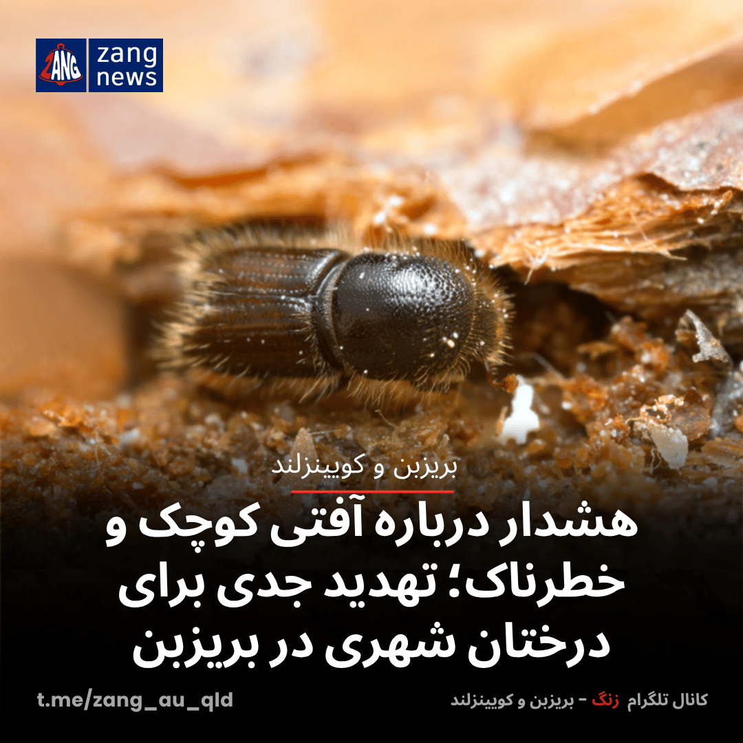 هشدار درباره آفتی کوچک و خطرناک؛ تهدید جدی برای درختان شهری در بریزبن