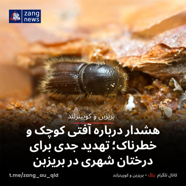 هشدار درباره آفتی کوچک و خطرناک؛ تهدید جدی برای درختان شهری در بریزبن