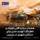 هشدار درباره آفتی کوچک و خطرناک؛ تهدید جدی برای درختان شهری در بریزبن