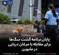پایان برنامه گشت سگ‌ها برای مقابله با مرغان دریایی در ملبورن