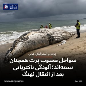 سواحل محبوب پرت همچنان بسته‌اند؛ آلودگی باکتریایی بعد از انتقال نهنگ