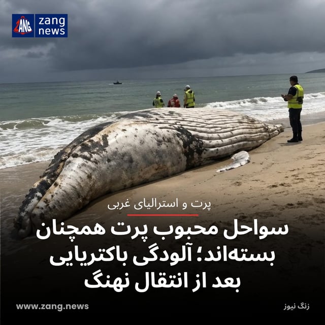 سواحل محبوب پرت همچنان بسته‌اند؛ آلودگی باکتریایی بعد از انتقال نهنگ