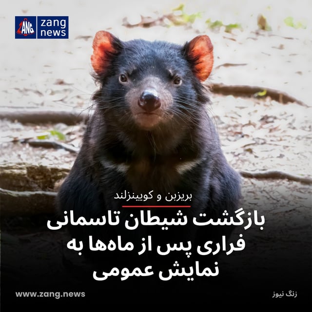 بازگشت شیطان تاسمانی فراری پس از ماه‌ها به نمایش عمومی