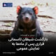 بازگشت شیطان تاسمانی فراری پس از ماه‌ها به نمایش عمومی