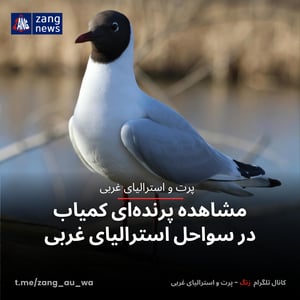 مشاهده پرنده‌ای کمیاب در سواحل استرالیای غربی