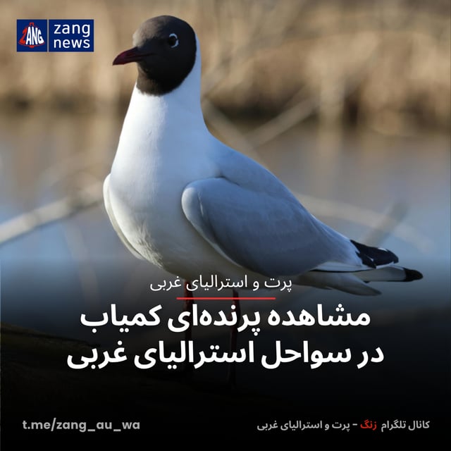 مشاهده پرنده‌ای کمیاب در سواحل استرالیای غربی