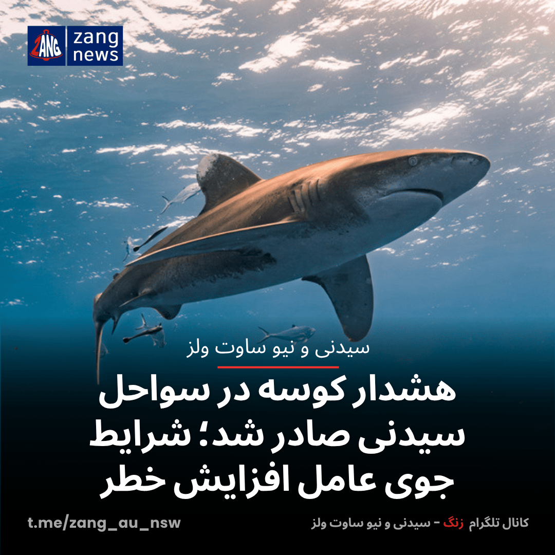 هشدار کوسه در سواحل سیدنی صادر شد؛ شرایط جوی عامل افزایش خطر