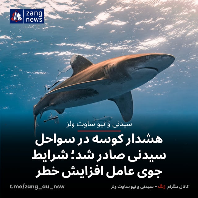 هشدار کوسه در سواحل سیدنی صادر شد؛ شرایط جوی عامل افزایش خطر