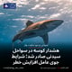 هشدار کوسه در سواحل سیدنی صادر شد؛ شرایط جوی عامل افزایش خطر
