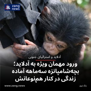 ورود مهمان ویژه به آدلاید؛ بچه‌شامپانزه سه‌ماهه آماده زندگی در کنار هم‌نوعانش